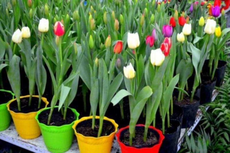 Hành trình kỳ diệu: Chu kỳ sinh trưởng của củ hoa tulip quyết định hoa tulip nở vào mùa nào đẹp nhất